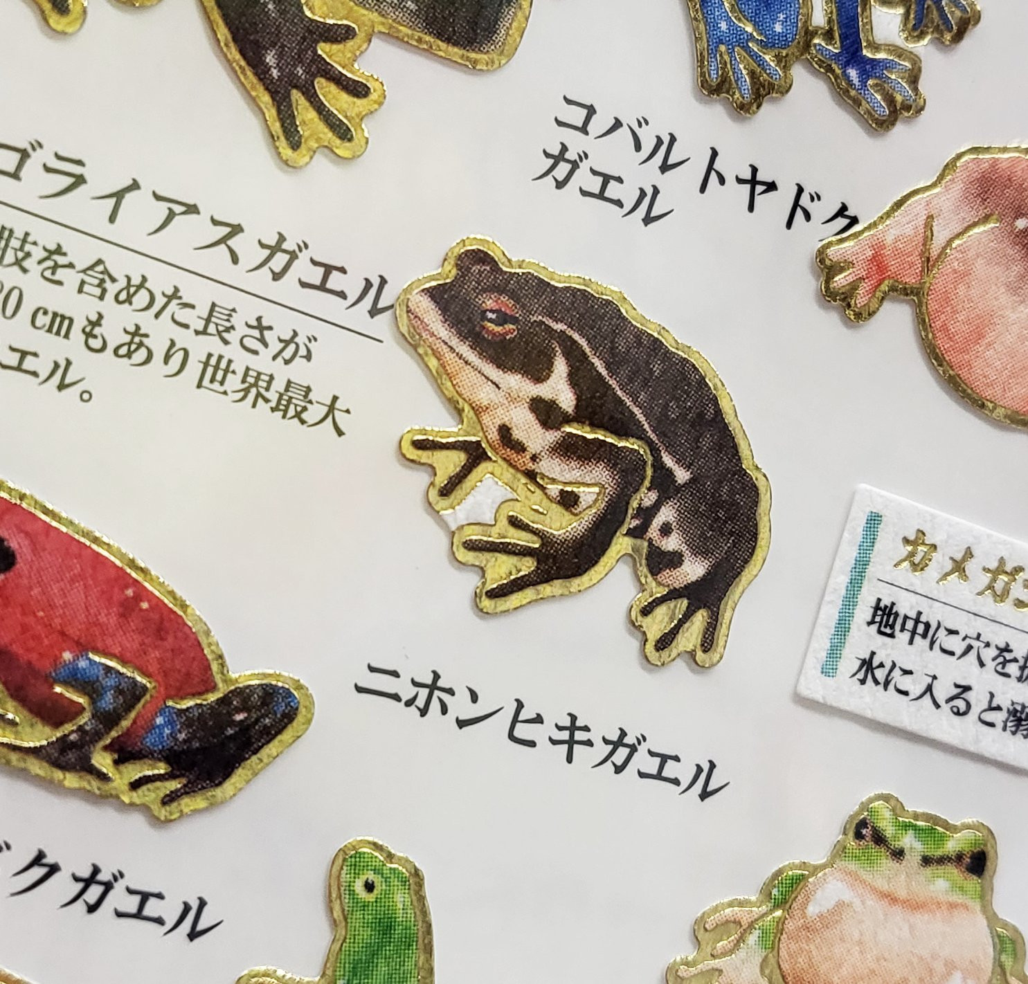 Frogs' Otonano-Zukan Paper stickers