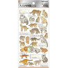 'Felidae (cats)' Otonano-Zukan Paper stickers