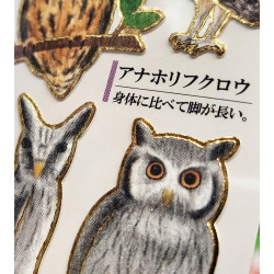 « Chouettes et Hiboux » Otonano-Zukan autocollants en papier