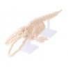 Blue Whale Skeleton NBM-010 NANOBLOCK | Middle Series